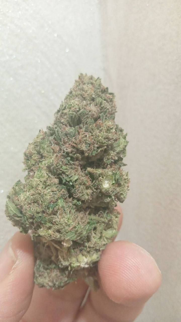 AMNESIA haze